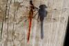 Sympetrum striolatum